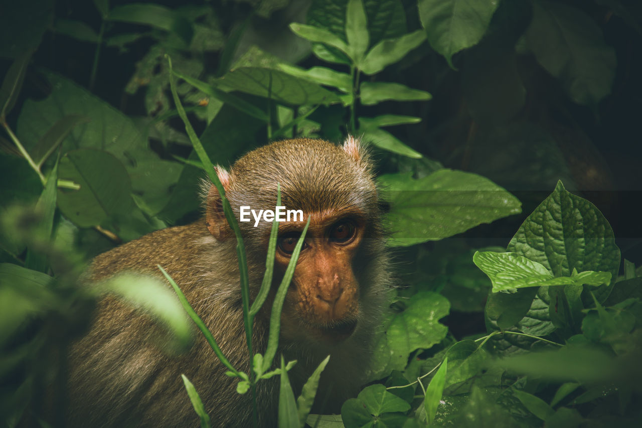 Close-up of macaque monkey among lush foliage