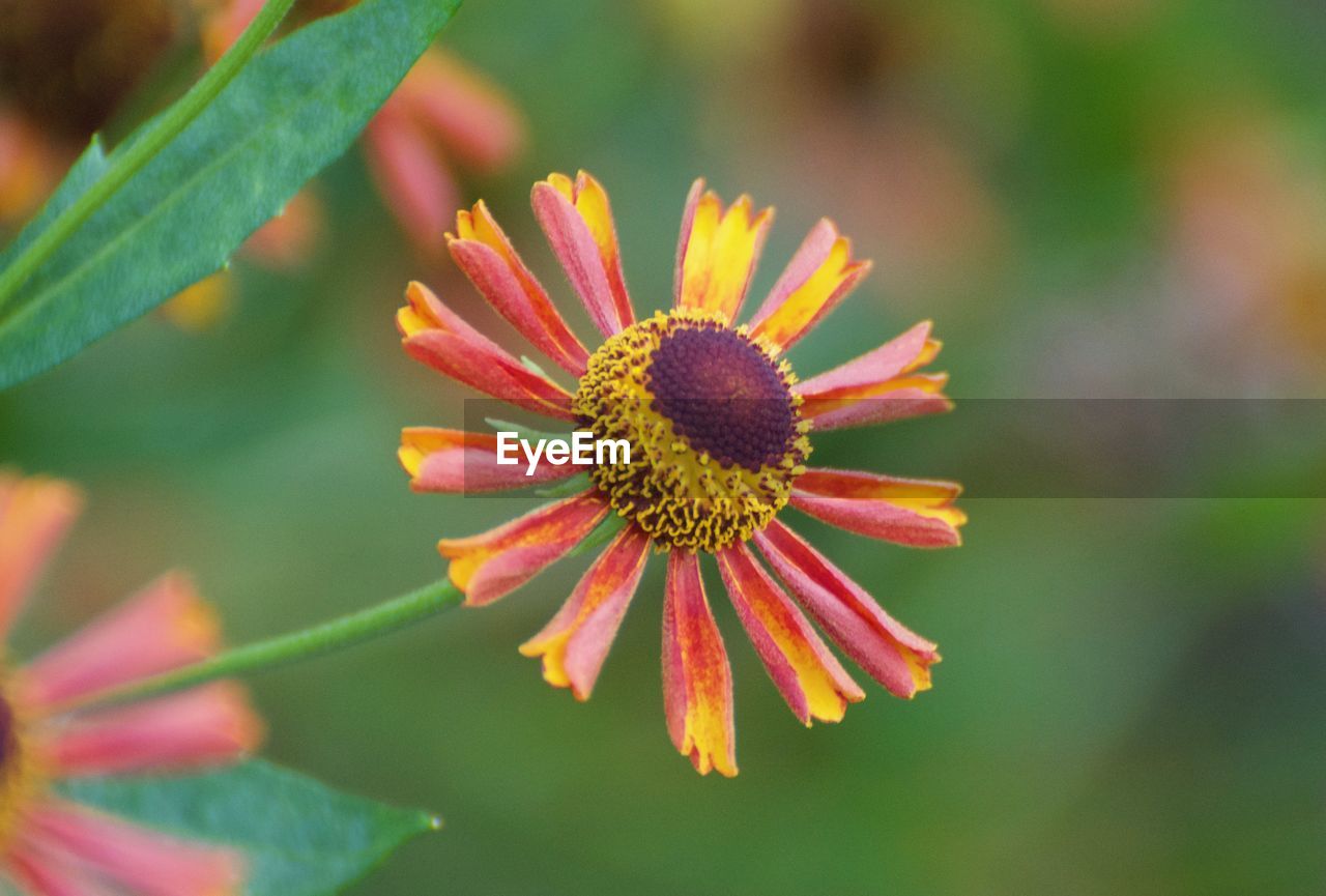 Close-up of red flower