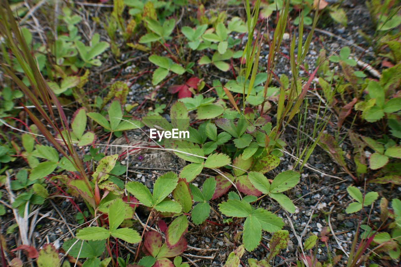 High angle view of plants growing on field