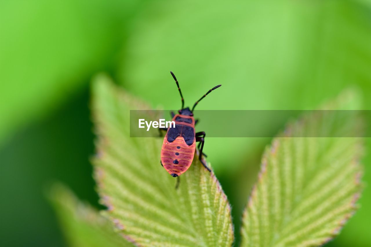 BUTTERFLY ON A LEAF