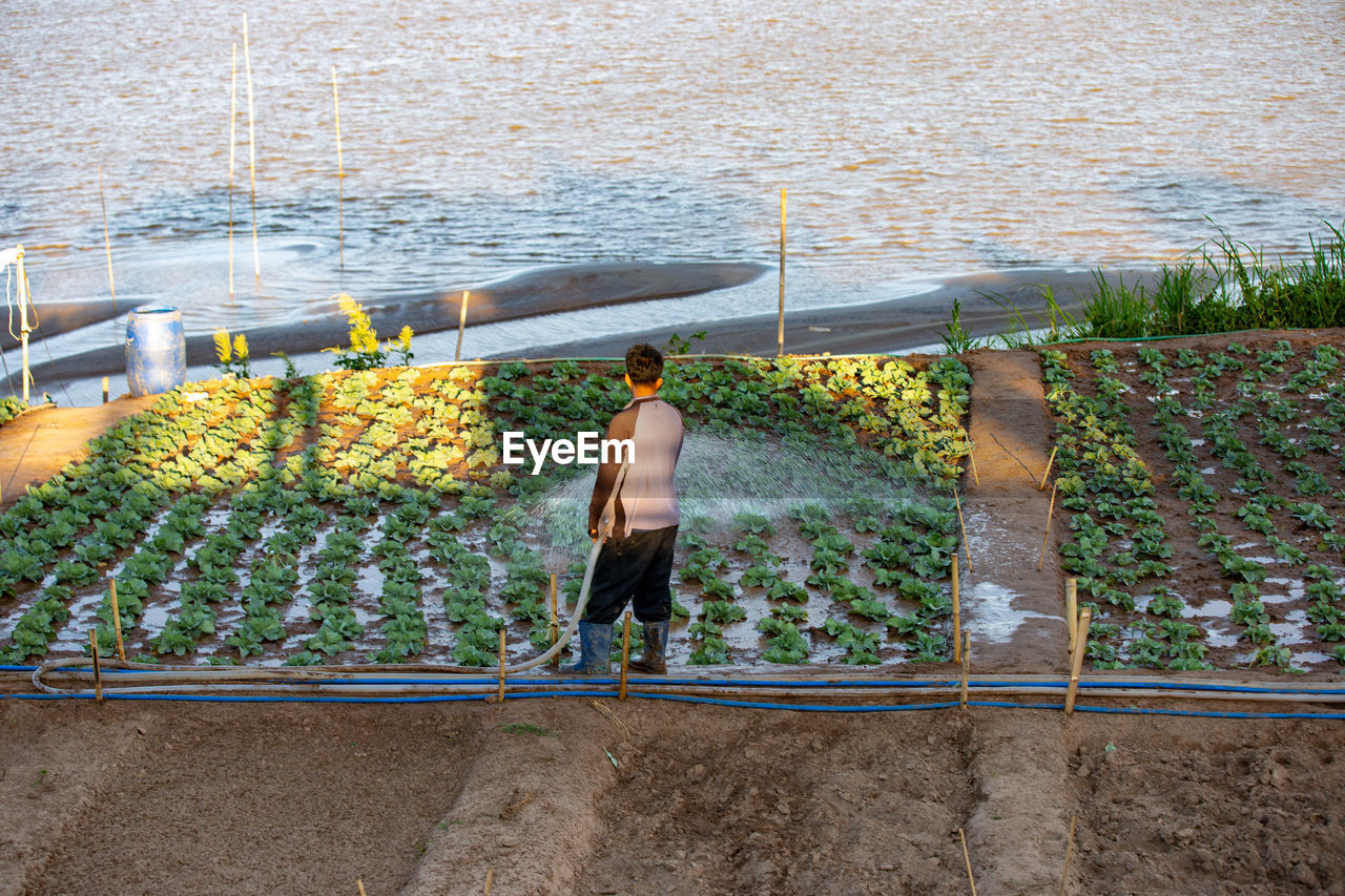 Rear view of man watering plants on field