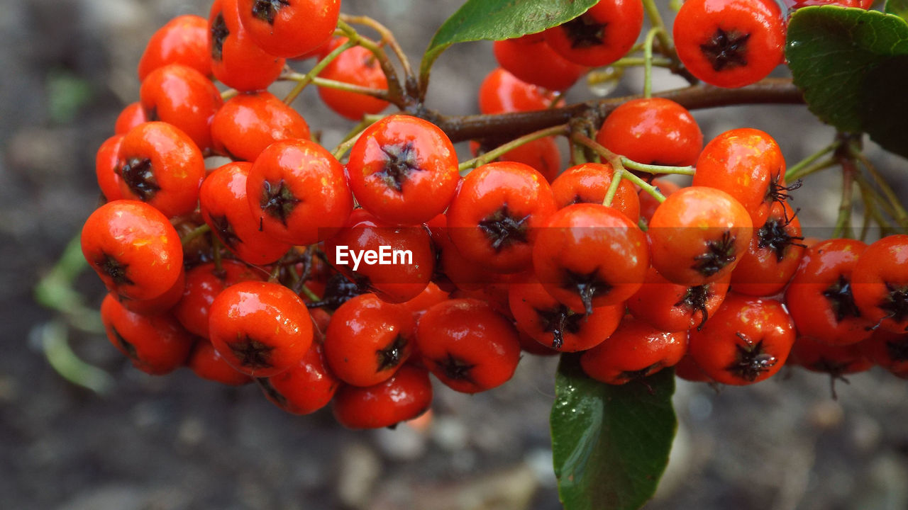CLOSE-UP OF RED BERRIES