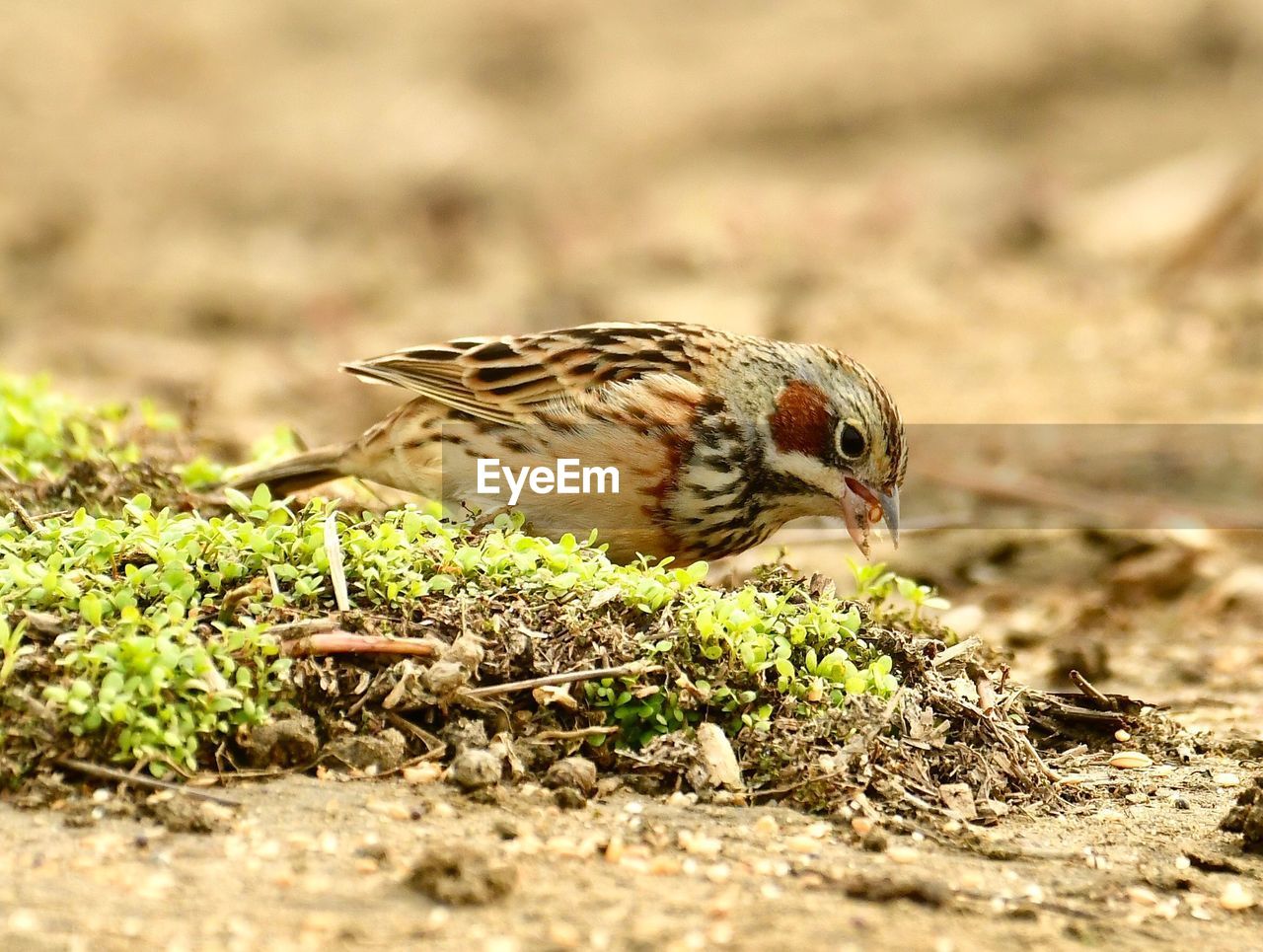 CLOSE-UP OF BIRD PERCHING ON A LAND