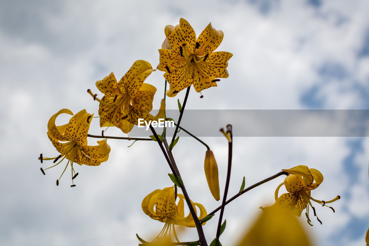 Close-up of yellow flowering plant against sky