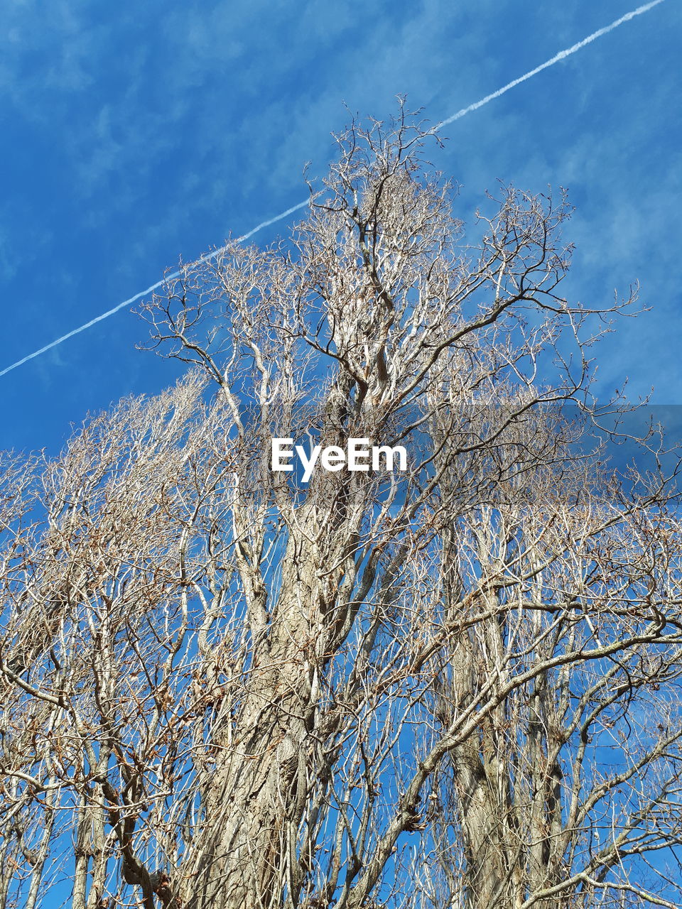 LOW ANGLE VIEW OF BARE TREE AGAINST SKY