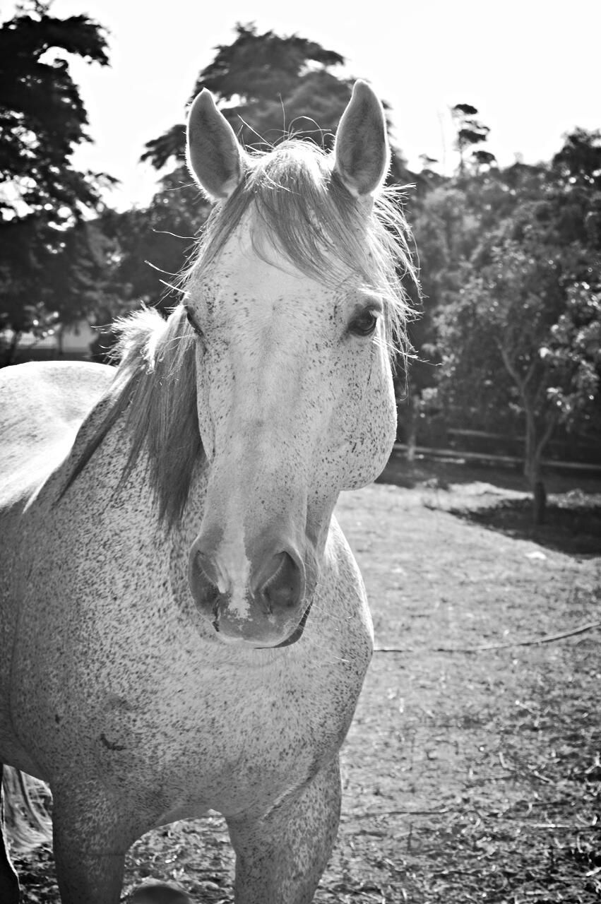 CLOSE-UP OF HORSE ON FIELD AGAINST TREES