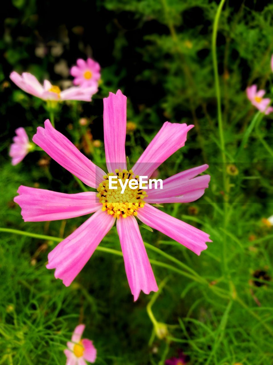 CLOSE-UP OF PINK FLOWER