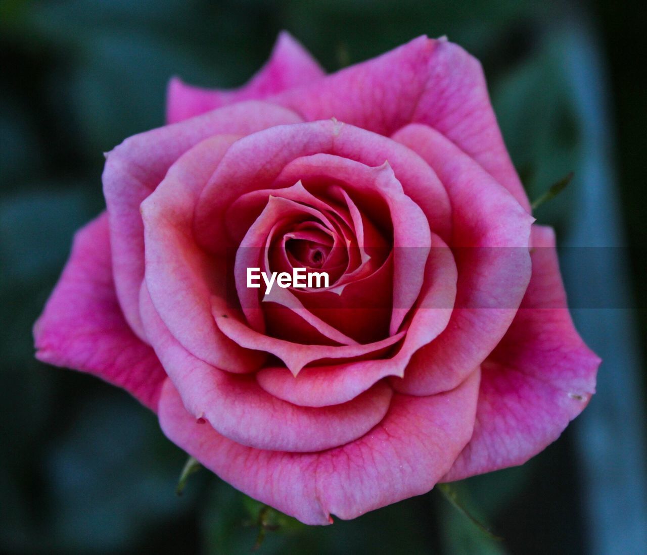 CLOSE-UP OF ROSE BLOOMING OUTDOORS