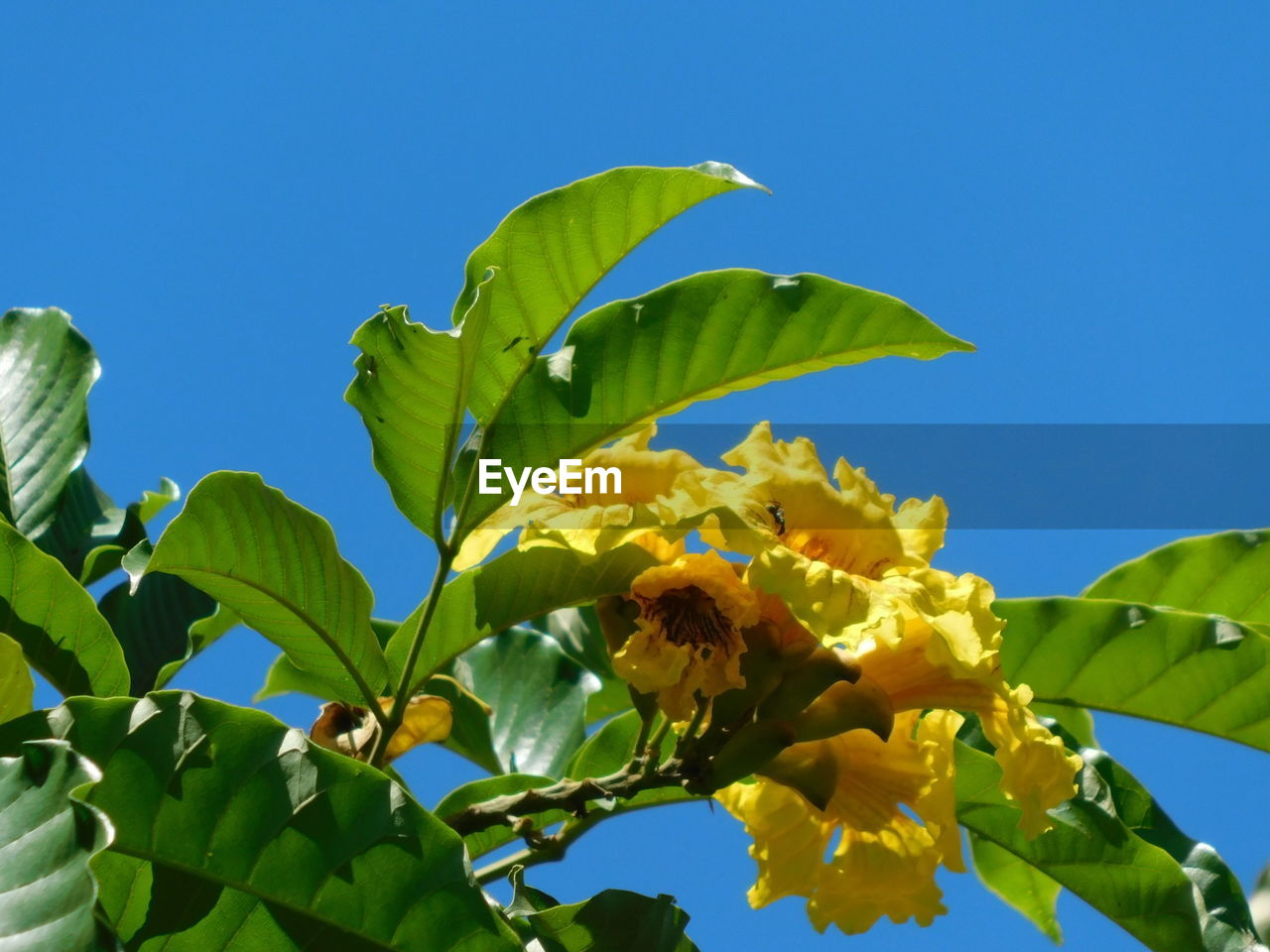 LOW ANGLE VIEW OF BUTTERFLY ON PLANT AGAINST SKY