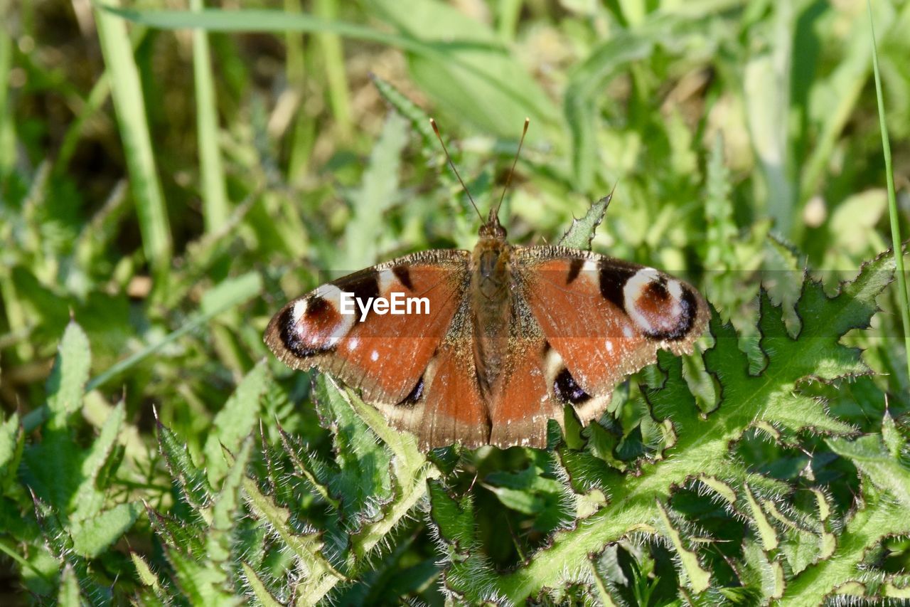 CLOSE-UP OF BUTTERFLY ON PLANTS