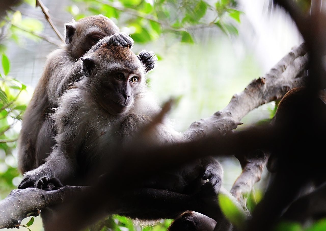 CLOSE-UP OF MONKEYS SITTING ON BRANCH