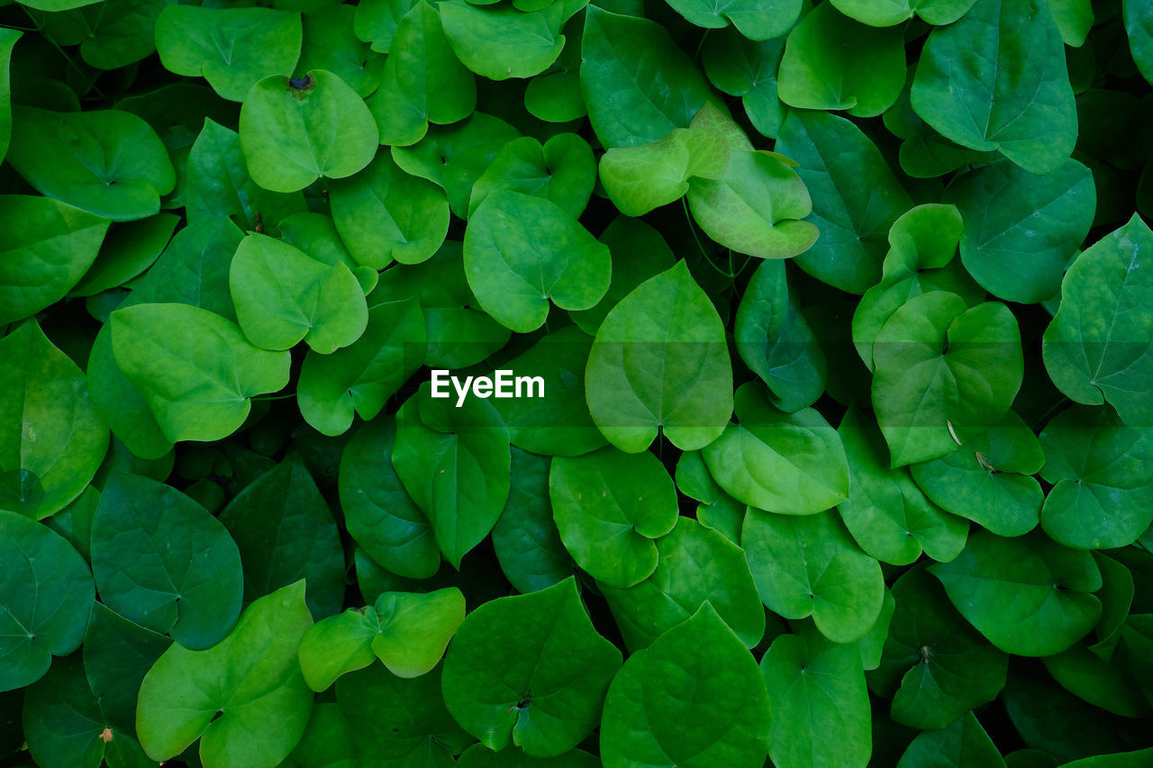 Full frame shot of thick green leaves