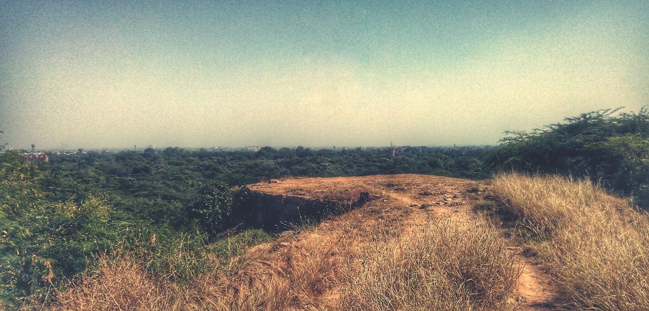 Scenic view of field against clear sky