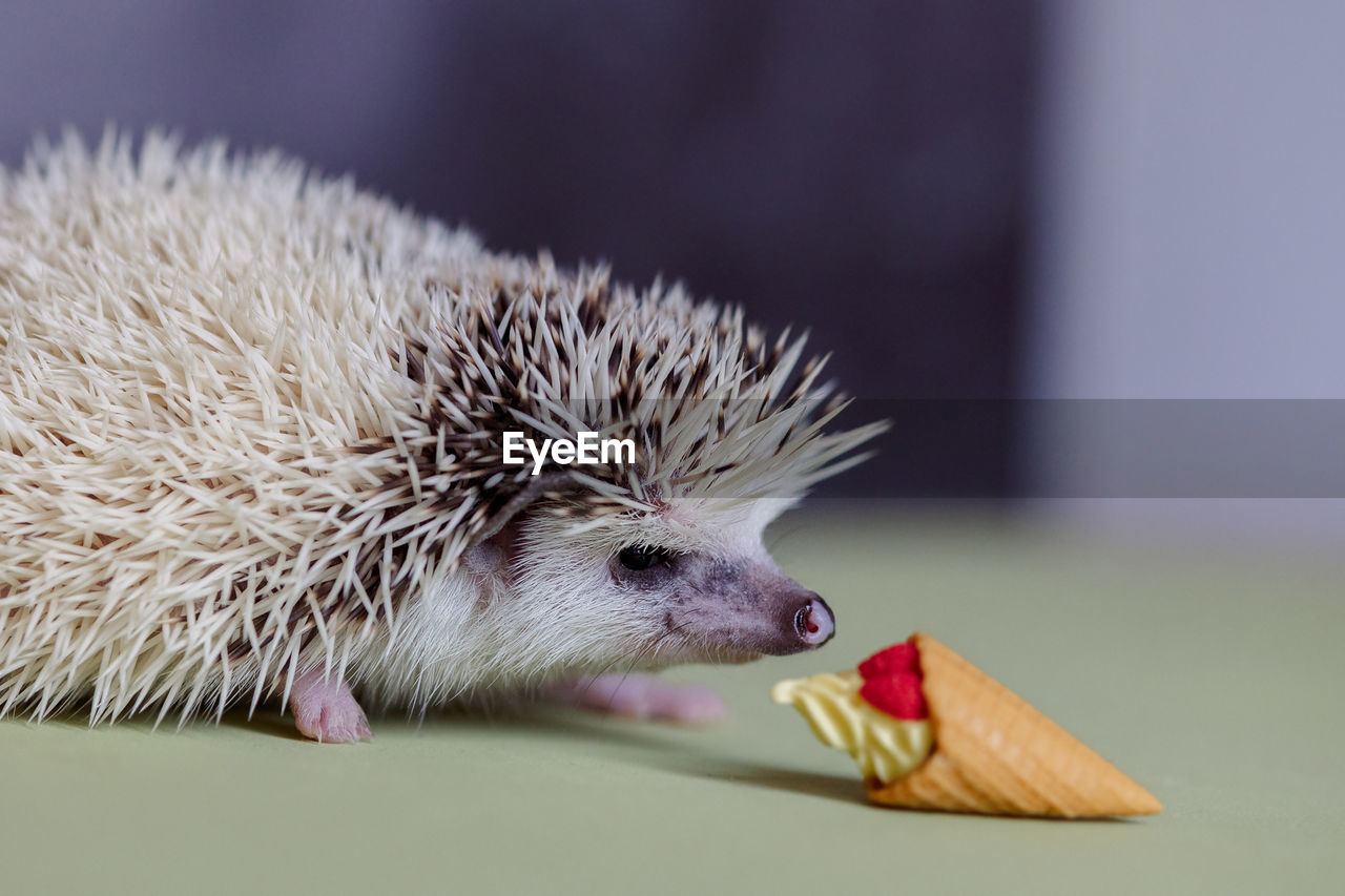 Cute funny hedgehog sniffs toy ice cream cone. portrait of pretty curious muzzle of animal. favorite 