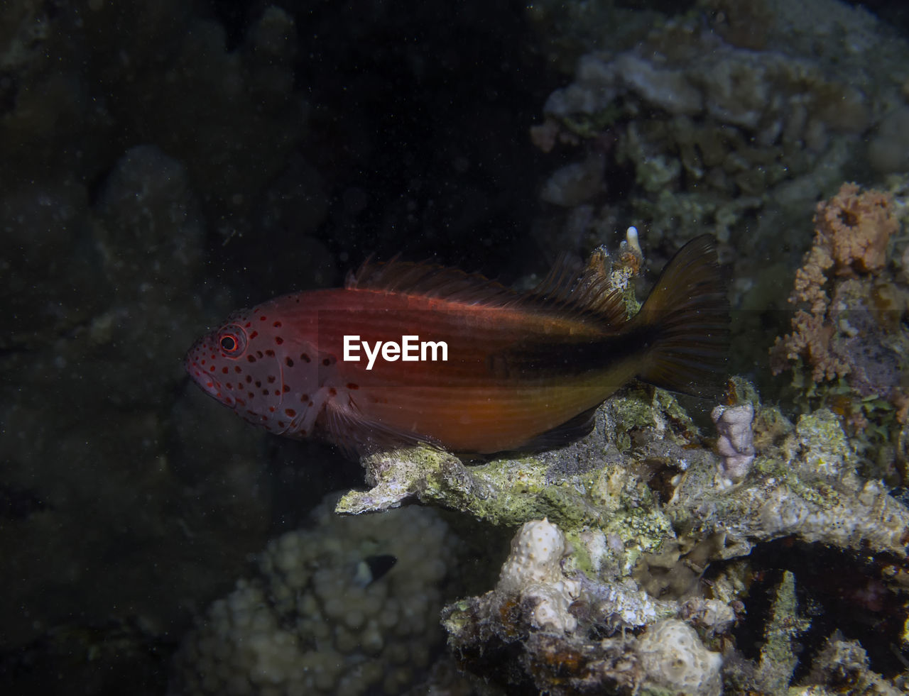 A freckled hawkfish - paracirrhites forsteri - in the red sea, egypt