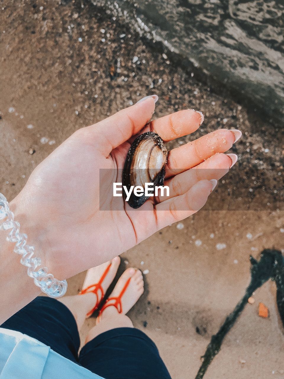 High angle view of hand holding clam at beach