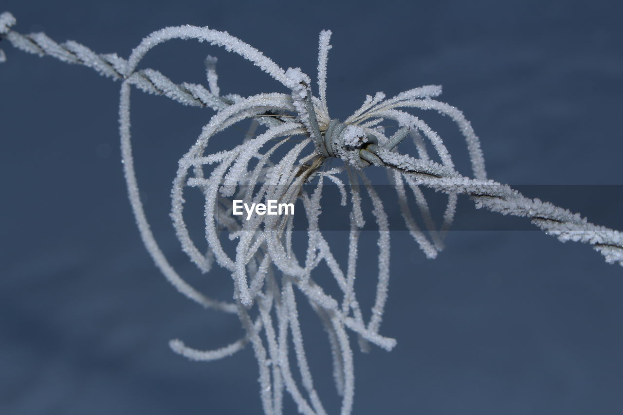 Close-up of frost on barbed wire