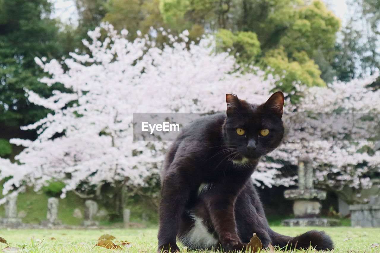 PORTRAIT OF A CAT SITTING ON A PLANT