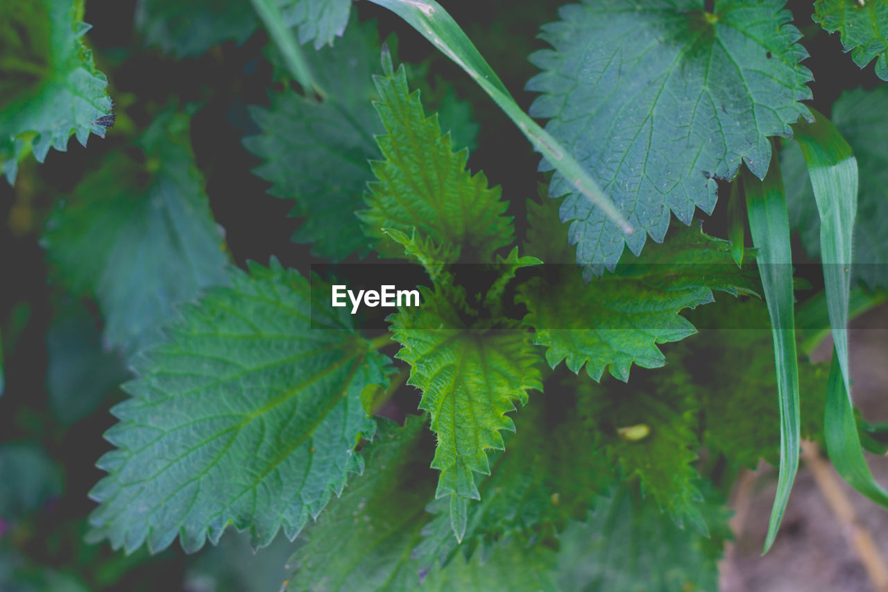 CLOSE-UP OF GREEN LEAVES