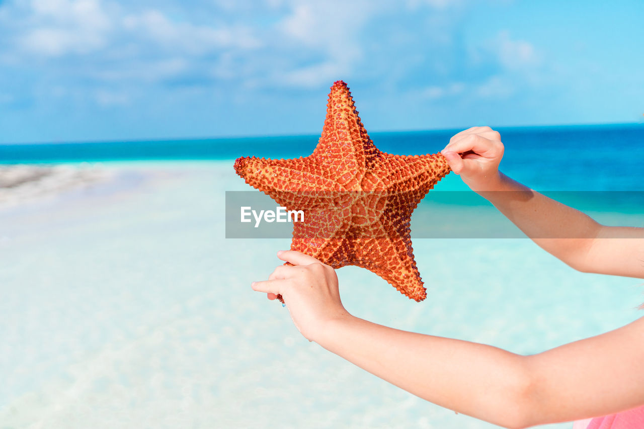 cropped hand of woman holding starfish