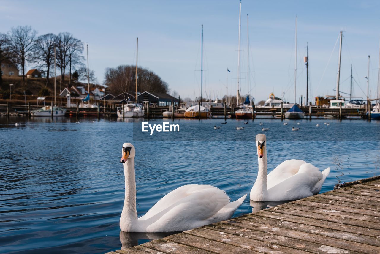 Swans in calm lake