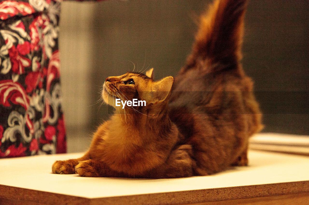 CLOSE-UP OF CAT SITTING ON FLOOR