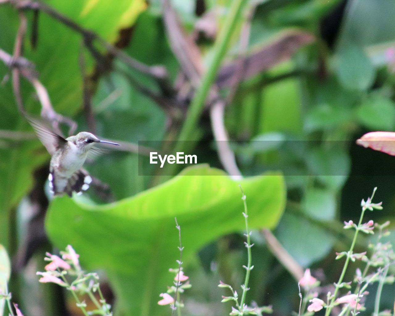 CLOSE-UP OF A BIRD FLYING IN A PLANT