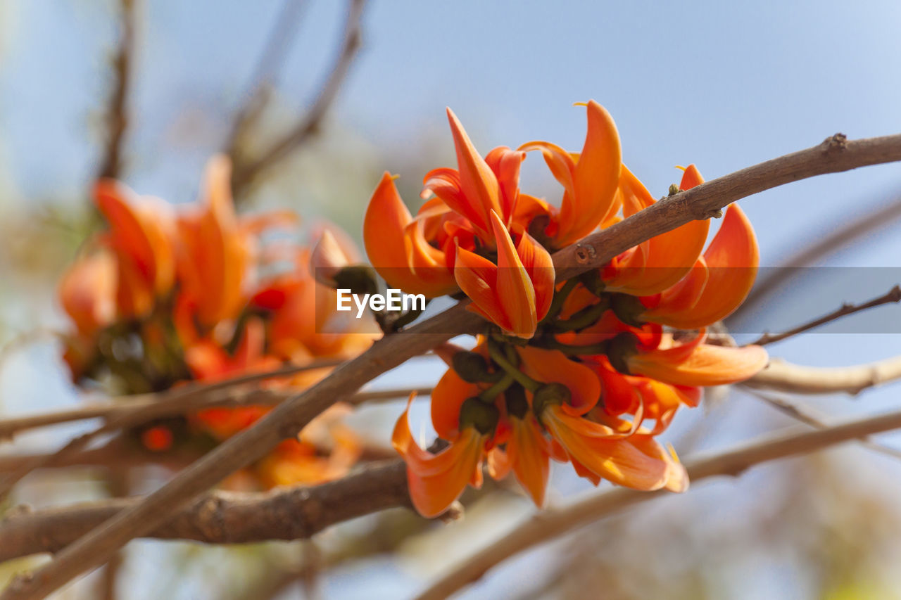 CLOSE-UP OF ORANGE FLOWERING PLANT AGAINST TREE