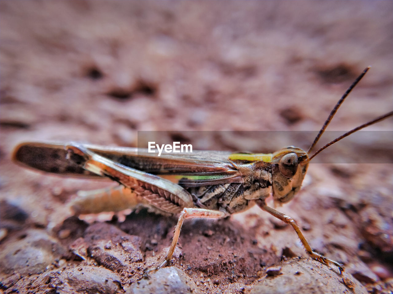 CLOSE-UP OF INSECTS ON ROCK