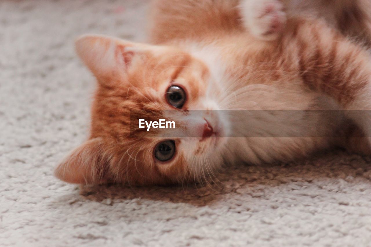 PORTRAIT OF CAT LYING ON FLOOR