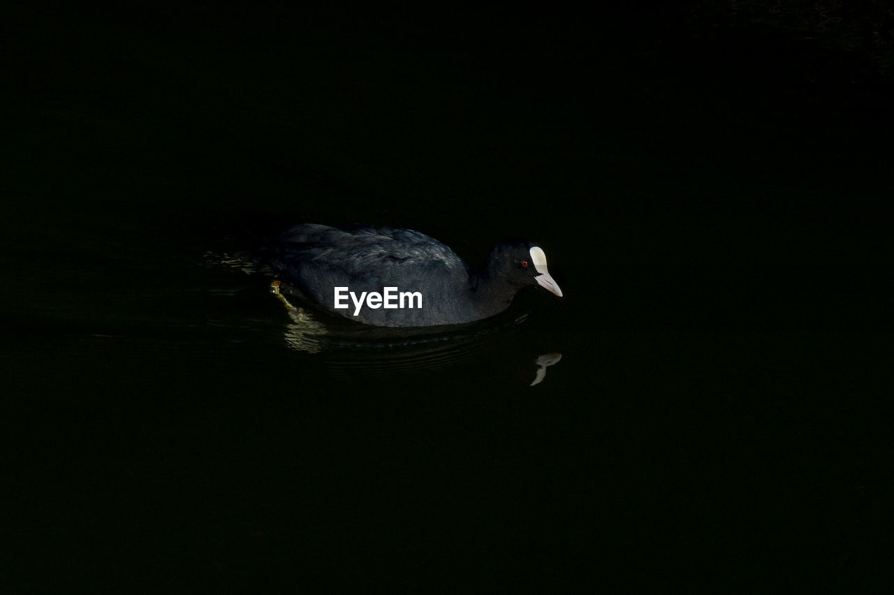 HIGH ANGLE VIEW OF BIRD IN LAKE