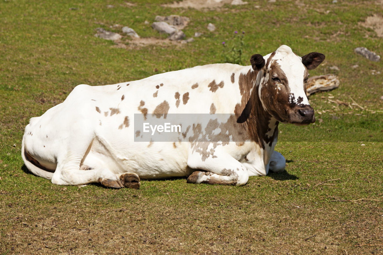 A large white cow lying and resting on the grass