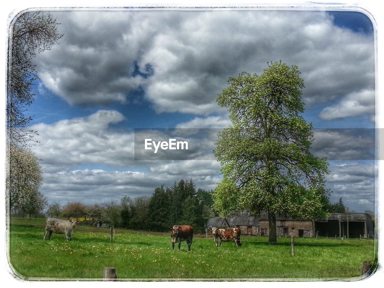 VIEW OF GRASSY FIELD AGAINST CLOUDY SKY