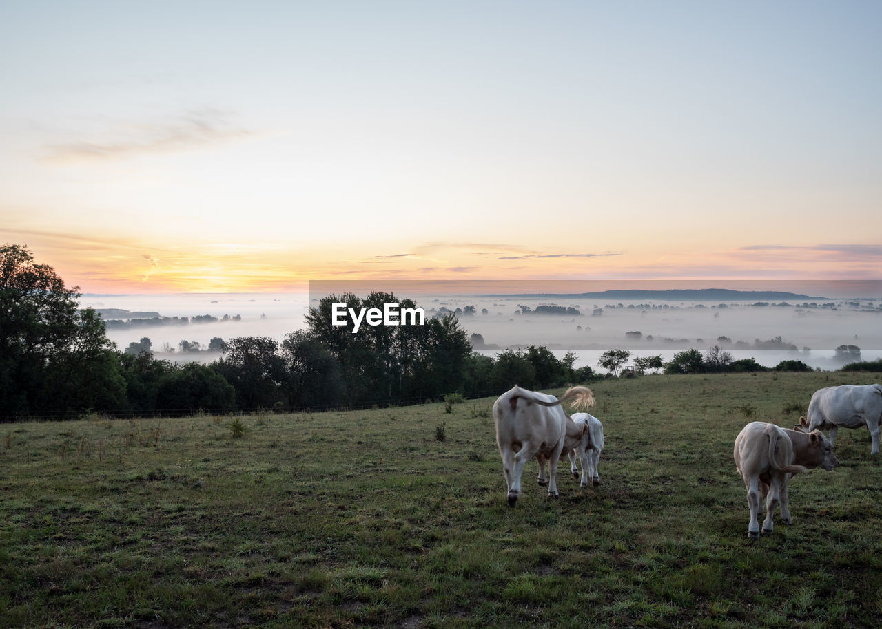 horse standing on field against sky during sunset