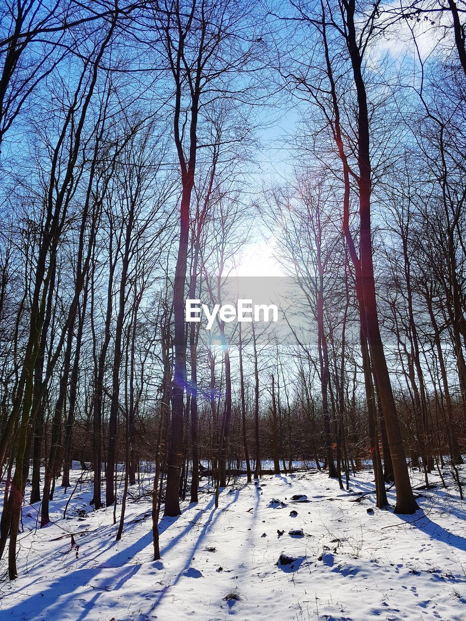 TREES ON SNOW COVERED FIELD AGAINST SKY