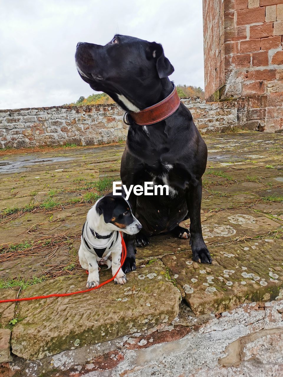 DOG LOOKING AWAY WHILE SITTING ON ROCK