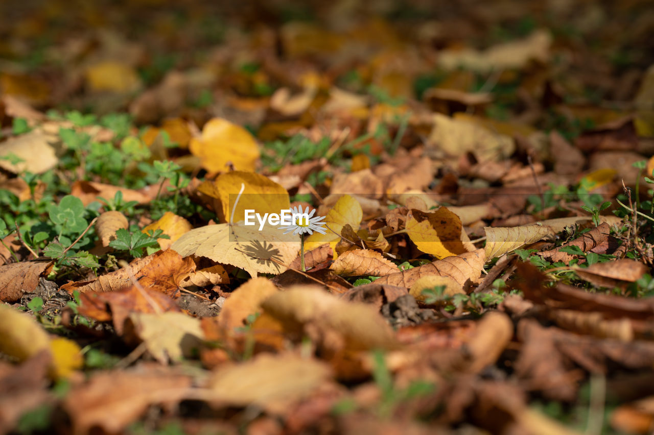 CLOSE-UP OF FALLEN LEAVES ON FIELD