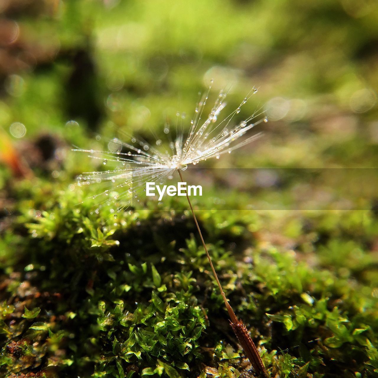 Close-up of wet dandelion seed during monsoon