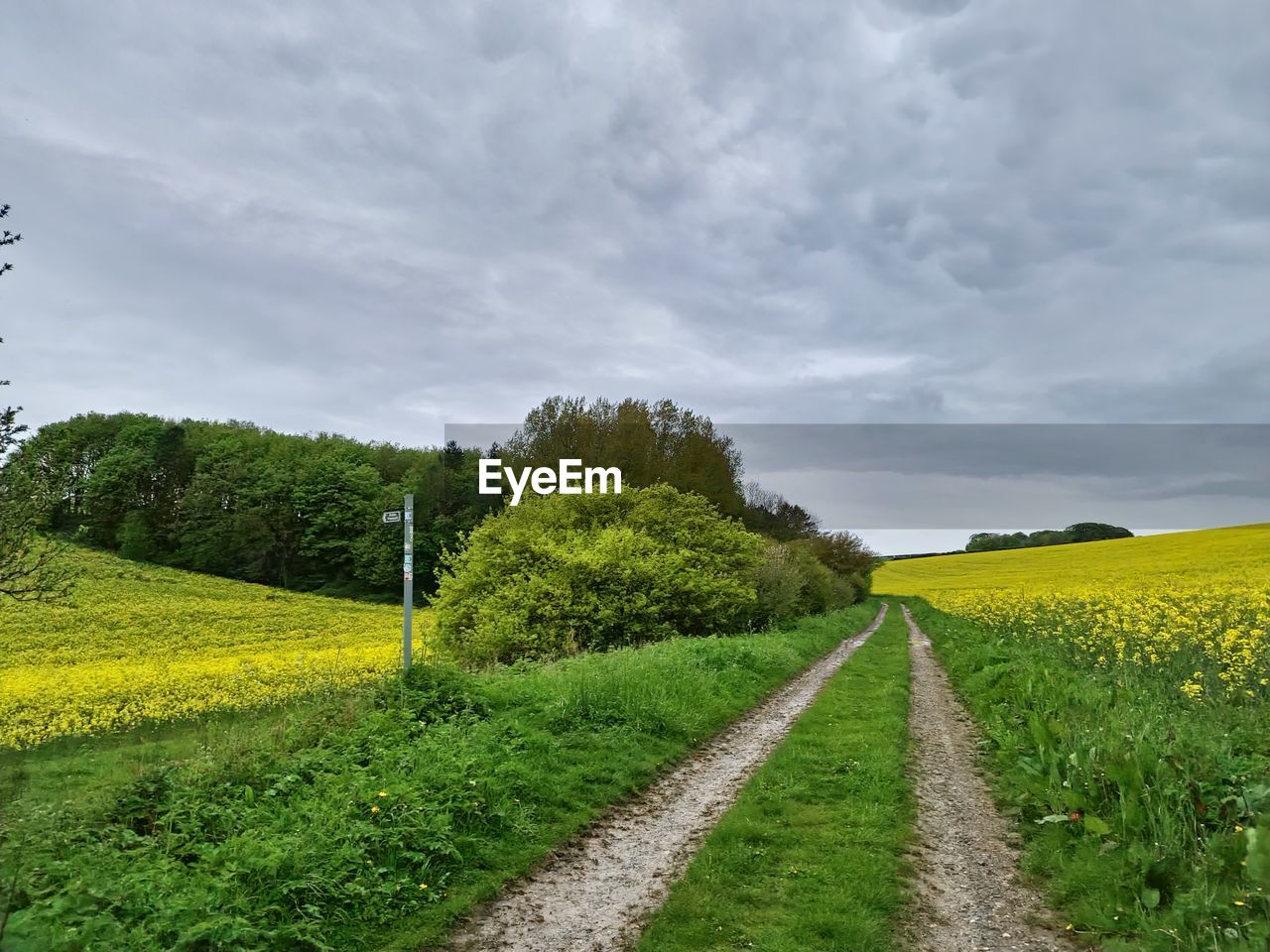 plant, landscape, sky, environment, cloud, land, field, rural scene, agriculture, nature, beauty in nature, rapeseed, scenics - nature, rural area, grass, tree, flower, growth, crop, road, green, tranquility, farm, no people, meadow, tranquil scene, hill, transportation, prairie, the way forward, non-urban scene, canola, outdoors, grassland, yellow, overcast, springtime, day, food and drink, idyllic, dirt road, food, dirt, travel, plain, freshness, diminishing perspective, cereal plant, footpath, horizon, cultivated land, dramatic sky, produce, travel destinations