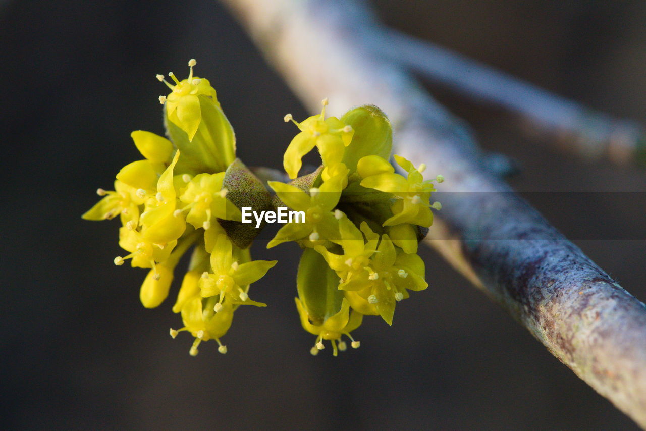 Close-up of yellow flowering plant