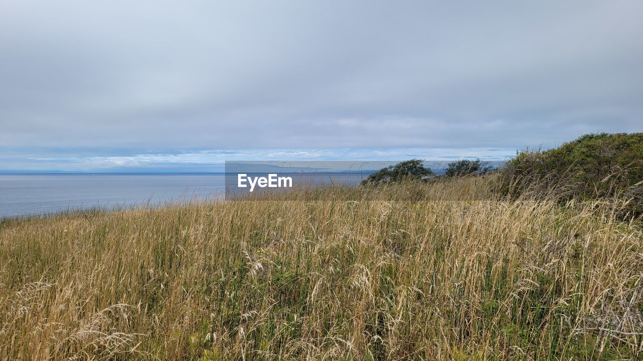 natural environment, land, sea, grass, coast, sky, beach, plant, water, horizon, nature, beauty in nature, scenics - nature, cloud, shore, landscape, environment, tranquility, grassland, no people, tranquil scene, coastline, ocean, hill, prairie, marram grass, terrain, sand, cliff, horizon over water, day, wetland, outdoors, sand dune, coastal feature, marsh, steppe, non-urban scene, travel destinations, growth, tourism, overcast, travel, meadow, seascape, rural area