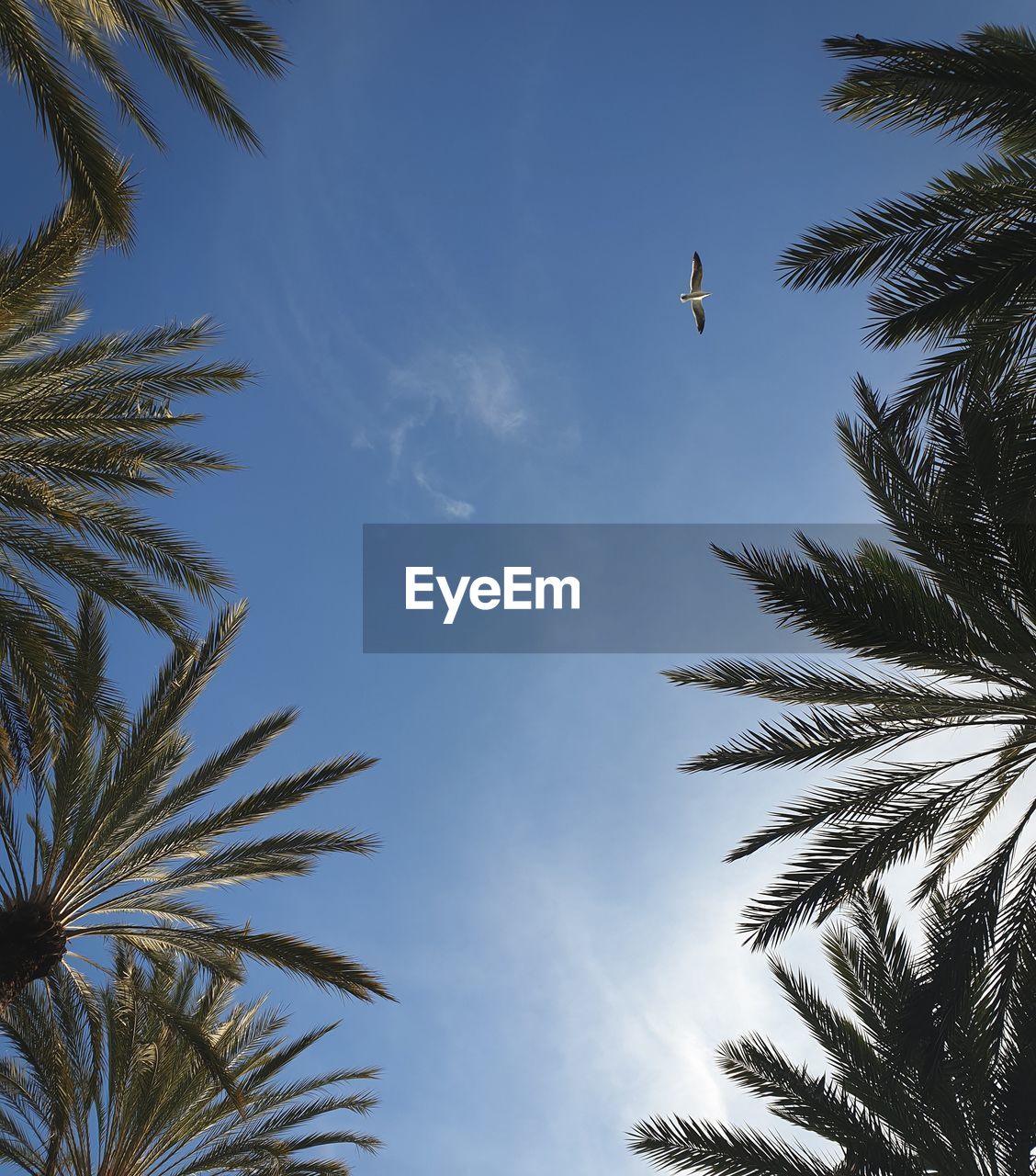 LOW ANGLE VIEW OF BIRD FLYING AGAINST SKY