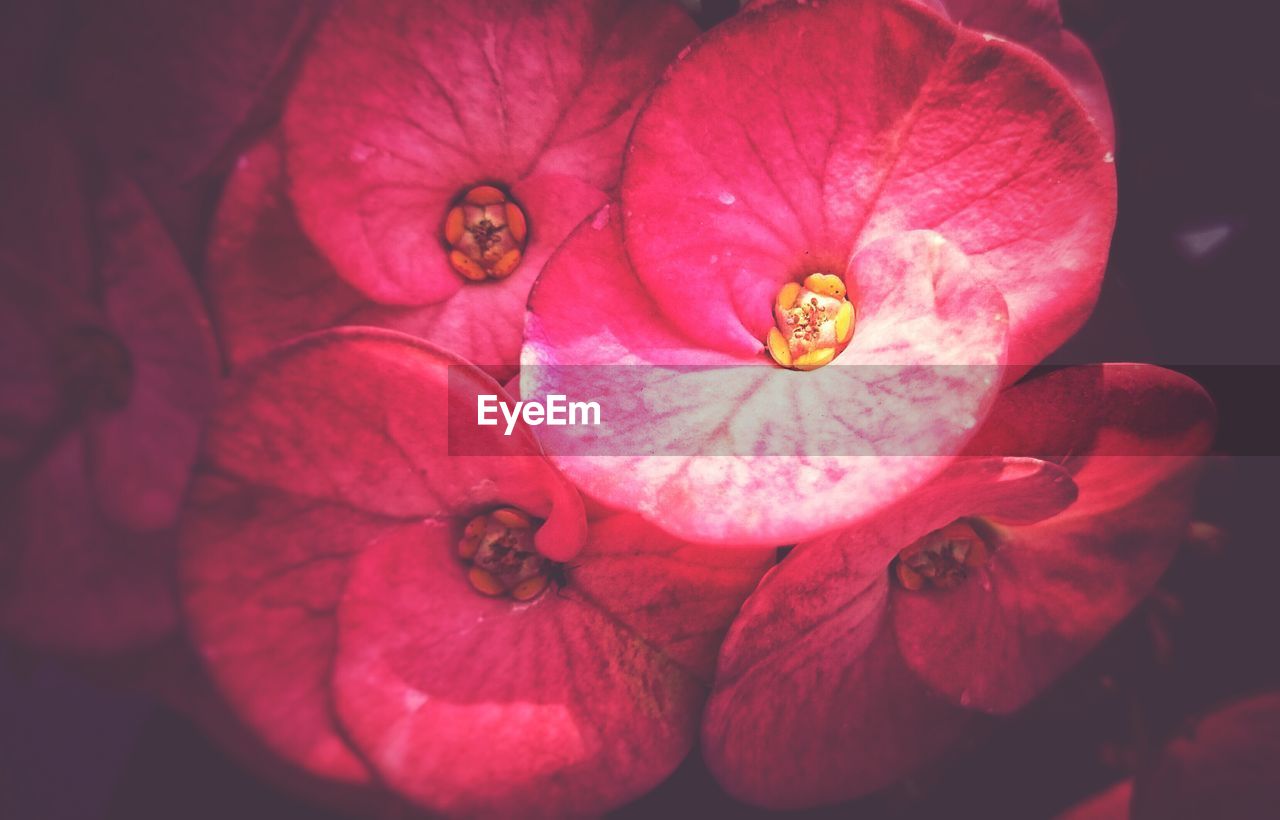 CLOSE-UP OF PINK FLOWERS BLOOMING