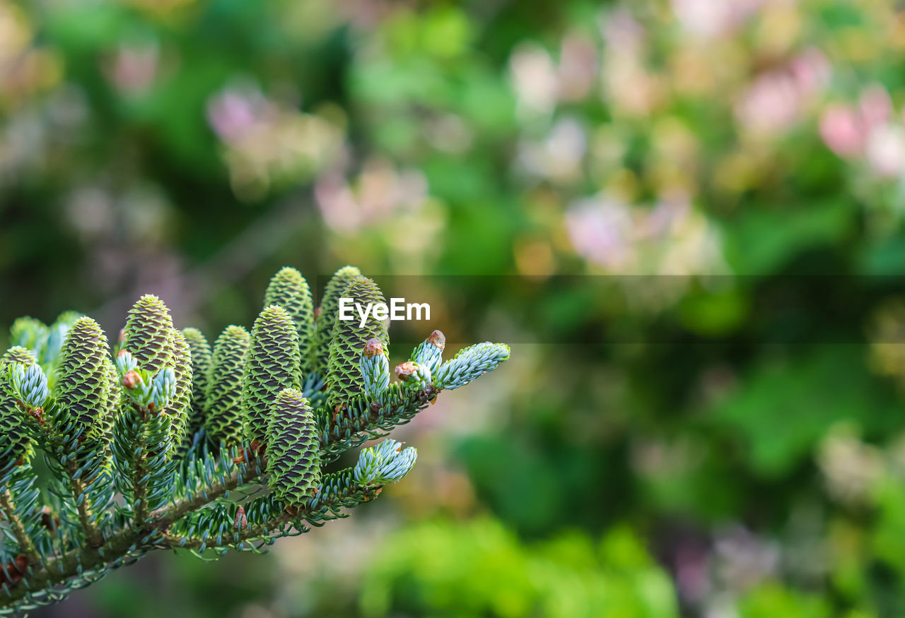 close-up of plant against blurred background