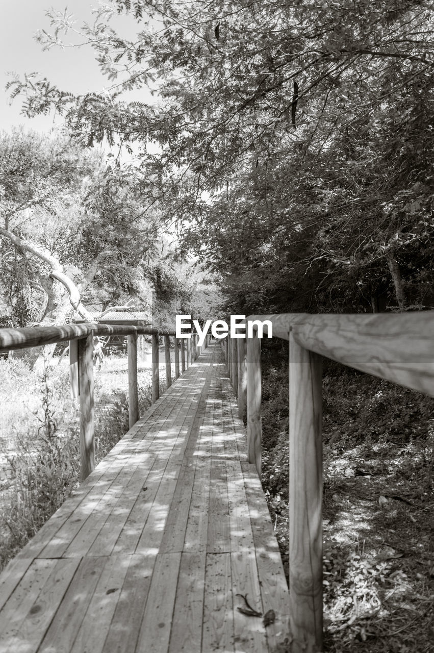 FOOTBRIDGE ALONG TREES IN FOREST