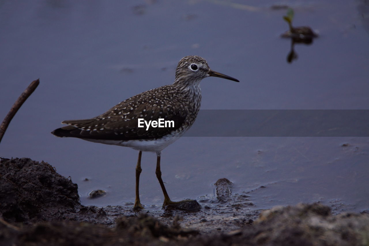 CLOSE-UP OF BIRD PERCHING ON RIVERBANK