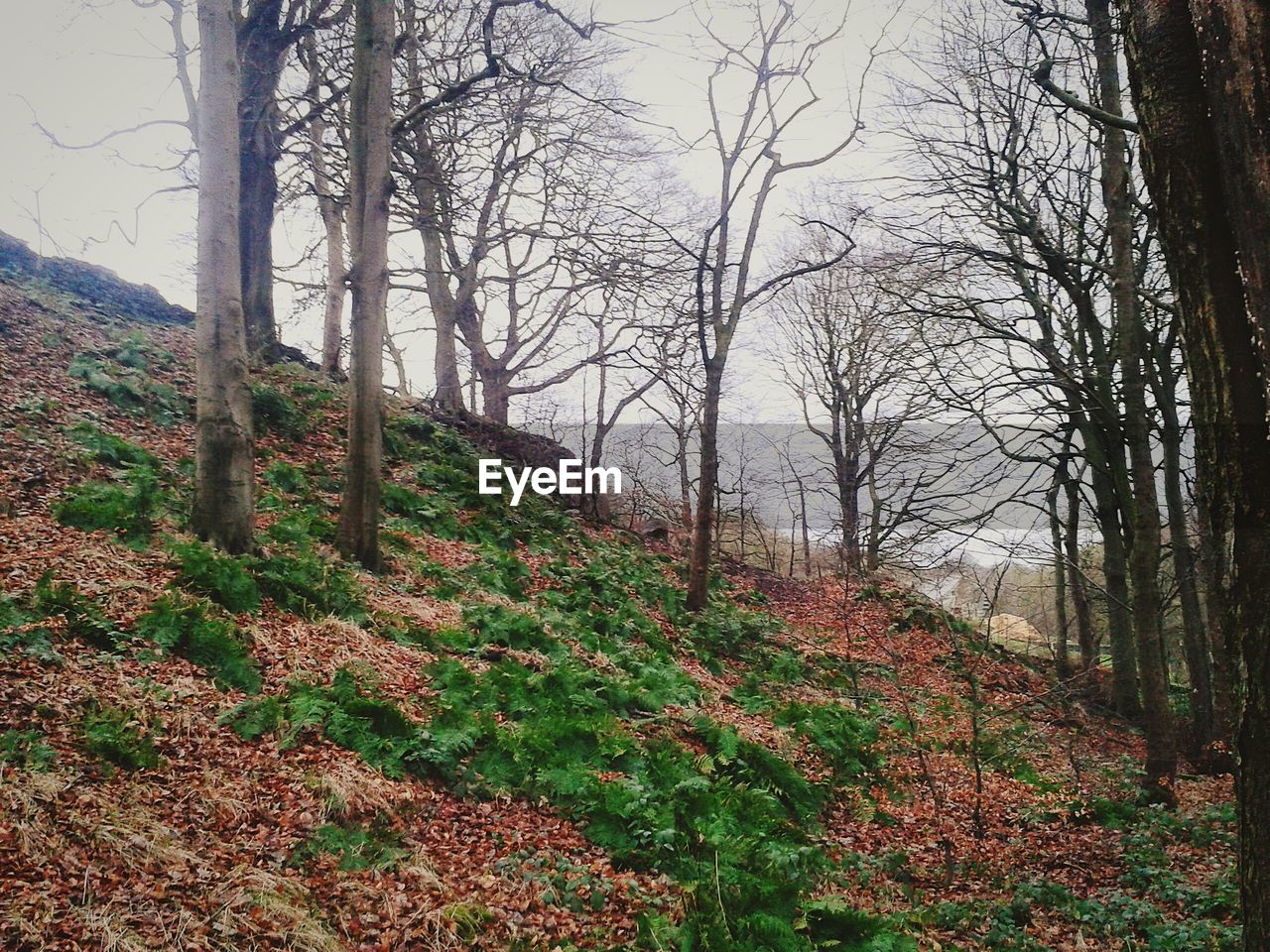 Bare trees on hill