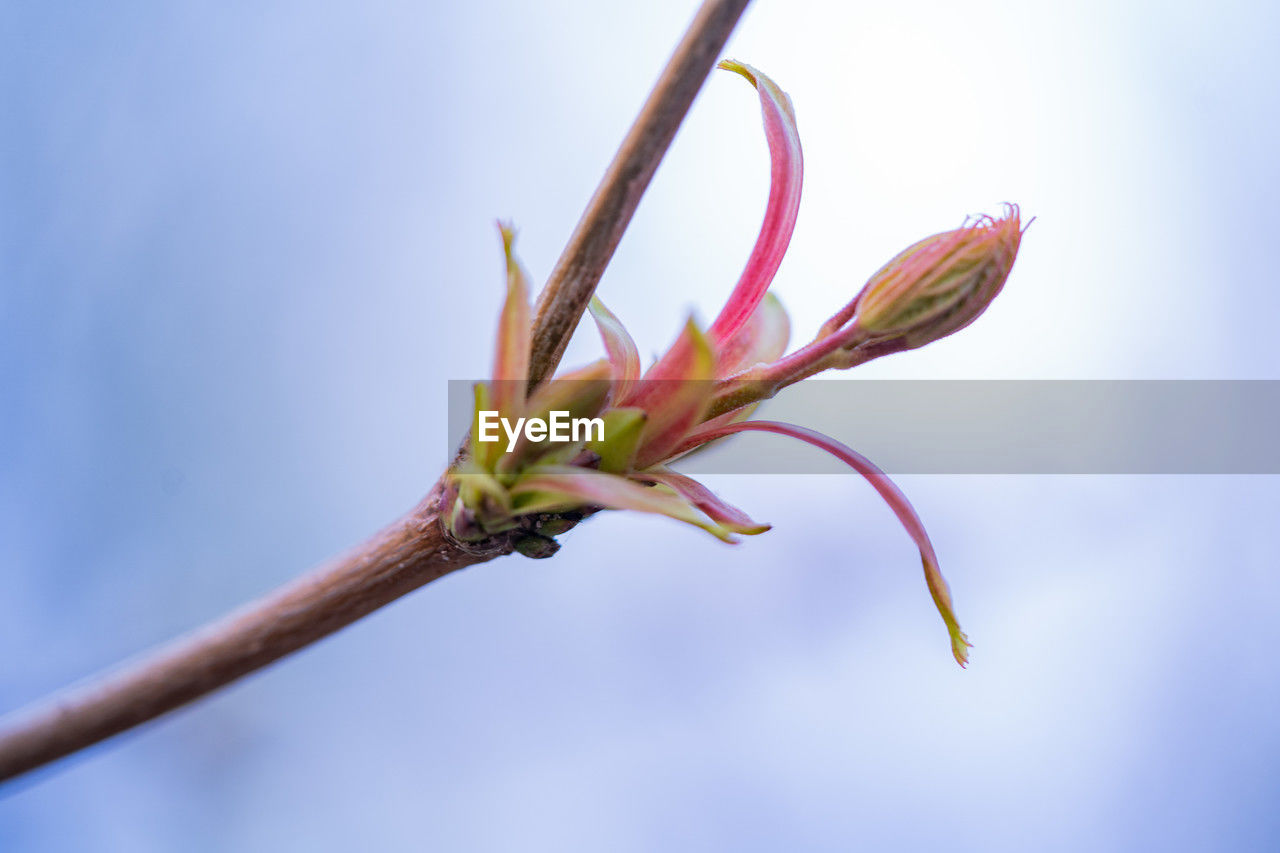 flower, plant, nature, beauty in nature, close-up, macro photography, flowering plant, leaf, plant stem, blossom, branch, growth, freshness, no people, fragility, bud, blue, sky, outdoors, tree, springtime, pink, petal, beginnings, focus on foreground, day, botany, environment, plant part, multi colored