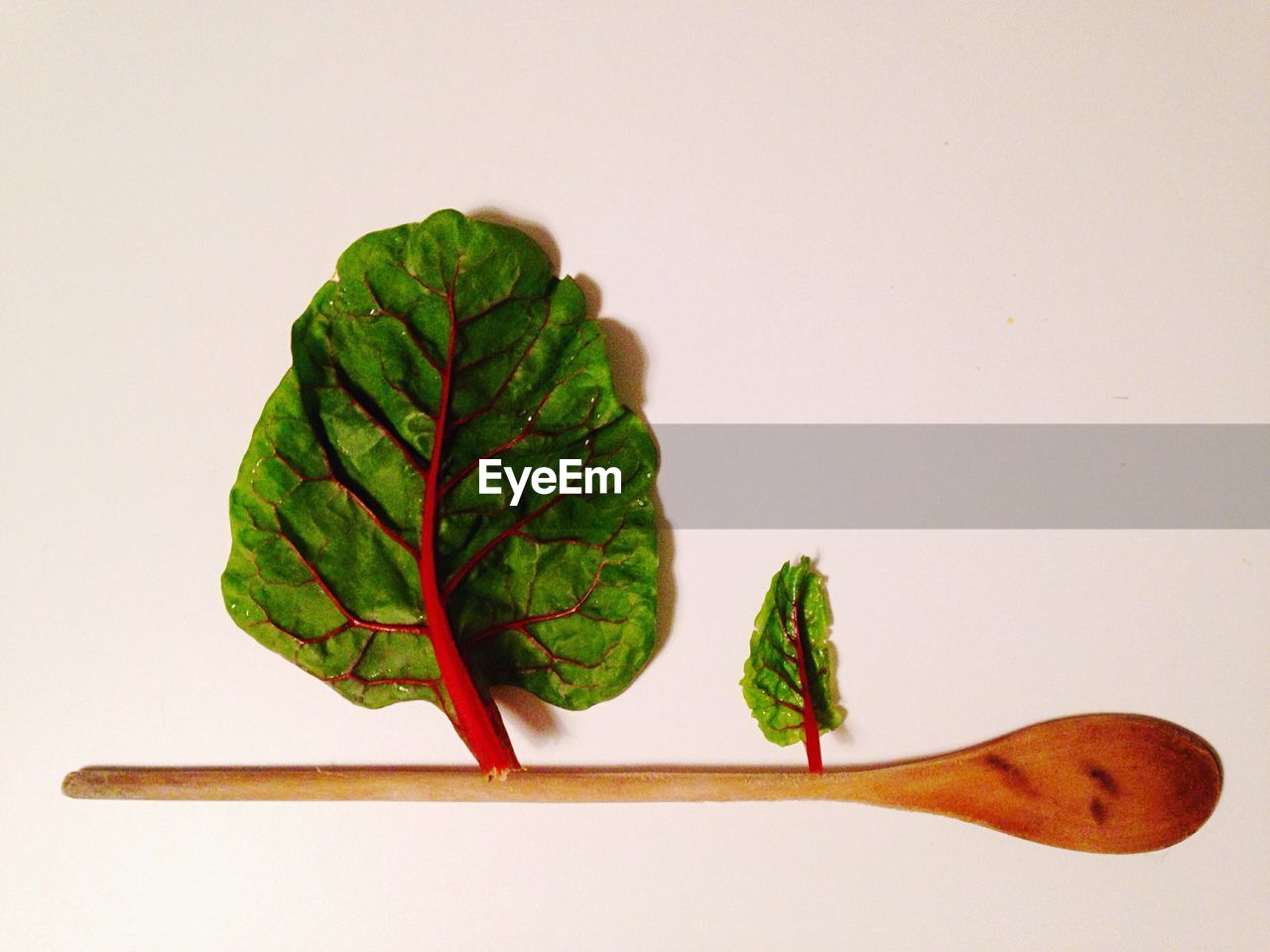 Close-up of leaf over white background