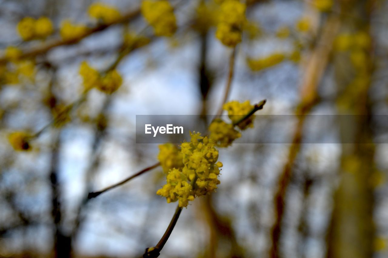 Close-up of yellow flowering plant